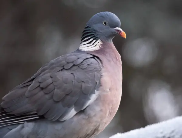 The common wood pigeon, also known as simply wood pigeon, is a large species in the dove and pigeon family, native to the western Palearctic. It belongs to the genus Columba, which includes closely related species such as the rock dove.