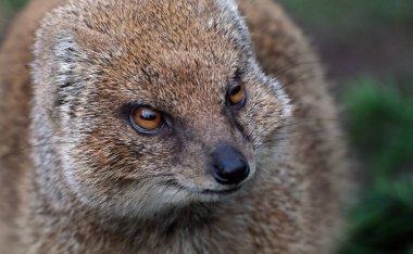 Bir firavun faresi, Herpestidae familyasından küçük bir etobur memeli türüdür. Bu aile şu anda iki alt aileye ayrılmıştır: Herpestinae ve Mungotinae..