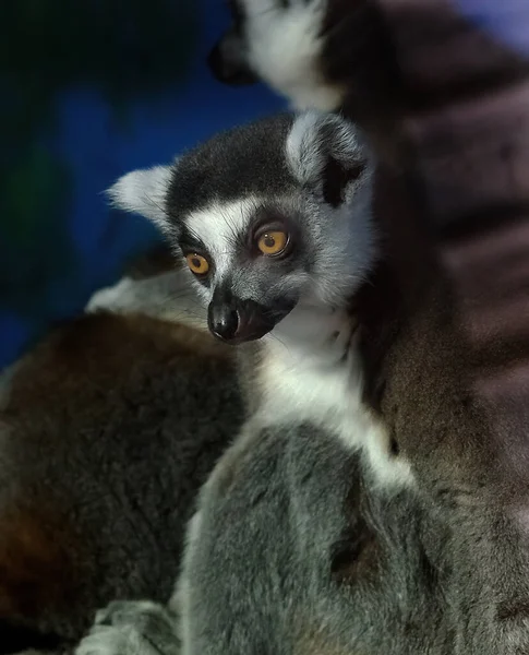 Lemurs are wet-nosed primates of the superfamily Lemuroidea, divided into 8 families and consisting of 15 genera and around 100 existing species. They are endemic to the island of Madagascar.