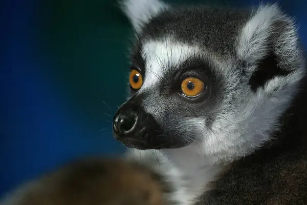 Lemurlar Lemuroidea süper ailesinin ıslak burunlu primatlarıdır, 8 aileye ayrılırlar ve 15 cins ve 100 civarında mevcut türden oluşurlar. Madagaskar adasına özgüdürler..