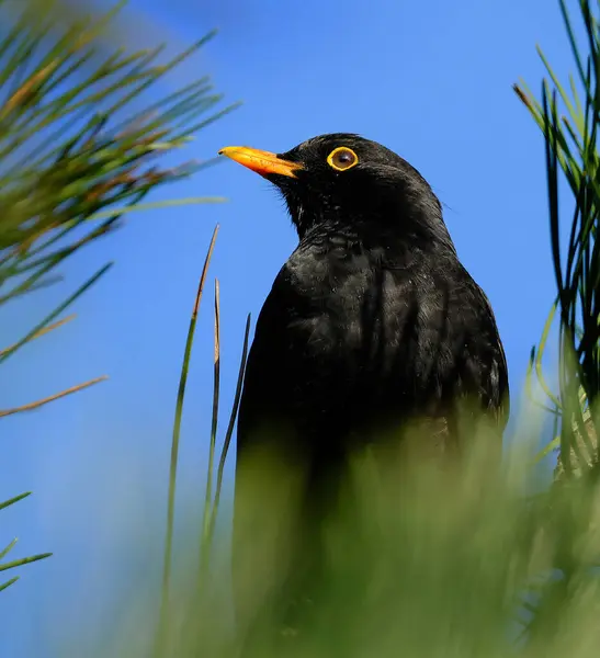 The common blackbird is a species of true thrush. It is also called the Eurasian blackbird, or simply the blackbird where this does not lead to confusion with a similar-looking local species.. Male.