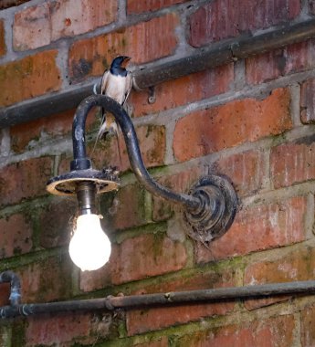 Beamish, Durham, Newcastle, İngiltere. Temmuz 2024. Garajda ışık ve yukarda kırlangıç.