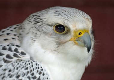 Doğan cinsinin en büyüğü olan gyrfalcon, yırtıcı bir kuştur. Kısaltma girdabı da kullanılır. Kuzey Kutup kıyıları ve tundrada, Kuzey Amerika adalarında ve Avrupa Bölgesi 'nde ürerler.