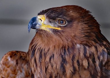 Tawny Eagle büyük bir yırtıcı kuştur. Tüm kartallar gibi o da Accipitridae ailesine ait. Ağır tüylü bacakları onu Aquilinae alt familyasının bir üyesi olarak gösteriyor, ayrıca çizmeli kartallar olarak da bilinir.