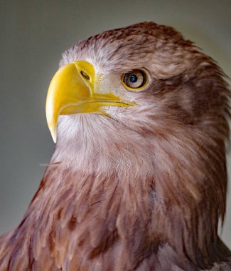 Beyaz kuyruklu kartal (bazen 