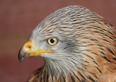 Kırmızı uçurtma, Accipitridae familyasından orta büyüklükte bir yırtıcı kuş olup, kartallar, akbabalar ve tacizciler gibi diğer yırtıcı kuşları da içerir.. 