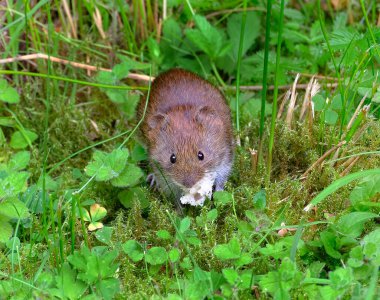 Yaygın tarla faresi (Microtus arvalis) bir Avrupa kemirgenidir.. 