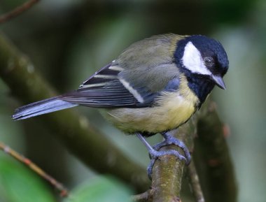 The great tit is a small passerine bird in the tit family Paridae. It is a widespread and common species throughout Europe, the Middle East, Central Asia and east across the Palearctic to the Amur River