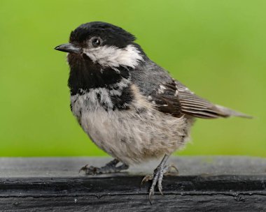 The coal tit, is a small passerine bird in the tit family, Paridae. It is a widespread and common resident breeder in forests throughout the temperate to subtropical Palearctic, including North Africa.