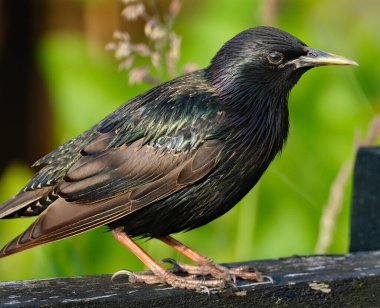 Sığırcıklar, Sturnidae familyasından orta büyüklükteki küçük kuşlardır ve yaygın adı Sturnid 'dir. Sturnidae familyasının adı Sturnus cinsinden gelmektedir ve Latince 