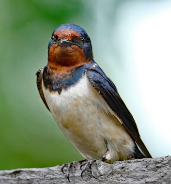 Kırlangıçlar, martinler ve testere kanatları, ya da Hirundinidae, Antarktika 'da da dahil olmak üzere tüm kıtalarda, dünyanın dört bir yanında bulunan bir ötücü kuş familyasıdır.