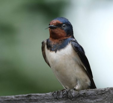 Kırlangıçlar, martinler ve testere kanatları, ya da Hirundinidae, Antarktika 'da da dahil olmak üzere tüm kıtalarda, dünyanın dört bir yanında bulunan bir ötücü kuş familyasıdır.