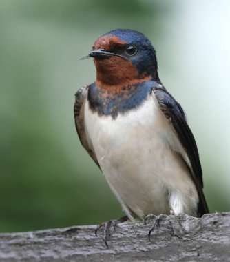 Kırlangıçlar, martinler ve testere kanatları, ya da Hirundinidae, Antarktika 'da da dahil olmak üzere tüm kıtalarda, dünyanın dört bir yanında bulunan bir ötücü kuş familyasıdır.