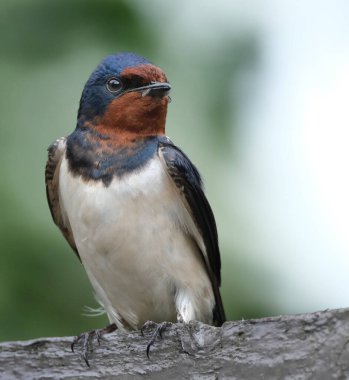 Kırlangıçlar, martinler ve testere kanatları, ya da Hirundinidae, Antarktika 'da da dahil olmak üzere tüm kıtalarda, dünyanın dört bir yanında bulunan bir ötücü kuş familyasıdır.