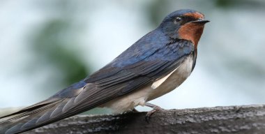 Kırlangıçlar, martinler ve testere kanatları, ya da Hirundinidae, Antarktika 'da da dahil olmak üzere tüm kıtalarda, dünyanın dört bir yanında bulunan bir ötücü kuş familyasıdır.