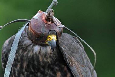 Hawk dikkat dağıtıcı bir şey görmesin diye deri kapüşon takıyor..