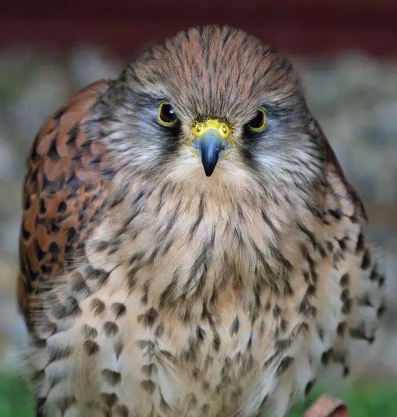 stock image The term kestrel is the common name given to several species of predatory birds from the falcon genus Falco.