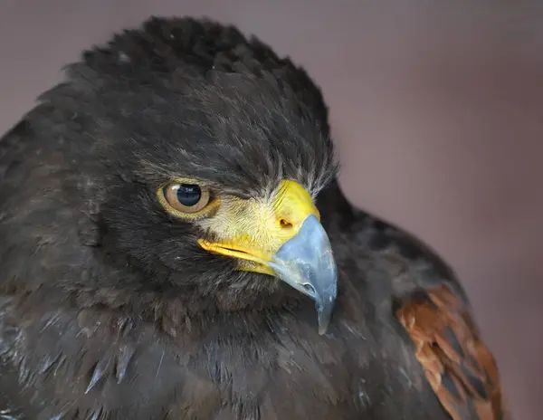 stock image The tawny eagle is a large bird of prey. Like all eagles, it belongs to the family Accipitridae. Its heavily feathered legs mark it as a member of the subfamily Aquilinae, also known as booted eagles