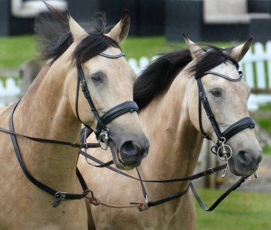 At evcil, tek parmaklı, toynaklı bir memeli. Taksonomik Equidae familyasına aittir ve Equus ferus 'un iki alt türünden biridir.. 