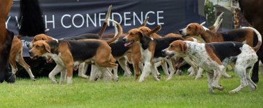 Tazı, güçlü avlanma içgüdüleri, keskin koku alma duyuları, havlamaları, enerjileri, sürücüleri ve hızları için üretilmiş bir av köpeğidir.. 