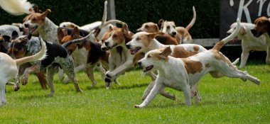Tazı, güçlü avlanma içgüdüleri, keskin koku alma duyuları, havlamaları, enerjileri, sürücüleri ve hızları için üretilmiş bir av köpeğidir.. 