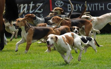 Tazı, güçlü avlanma içgüdüleri, keskin koku alma duyuları, havlamaları, enerjileri, sürücüleri ve hızları için üretilmiş bir av köpeğidir.. 