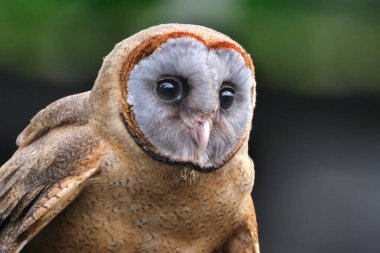 Kül yüzlü baykuş, Tytonidae familyasından bir kuş türüdür. Karayipler 'in Hispaniola adasında, Dominika' da ve Antiller 'in daha küçük adalarında bulunur.