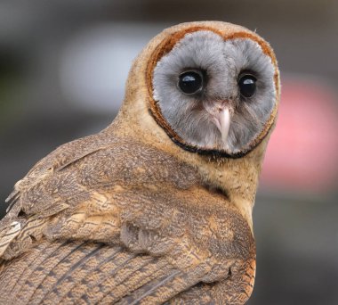 The ashy-faced owl is a species of bird in the barn-owl family Tytonidae. It is found on the Caribbean island of Hispaniola, on Dominica, and on several other islands of the Lesser Antilles clipart