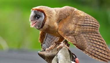 Kül yüzlü baykuş, Tytonidae familyasından bir kuş türüdür. Karayipler 'in Hispaniola adasında, Dominika' da ve Antiller 'in daha küçük adalarında bulunur.