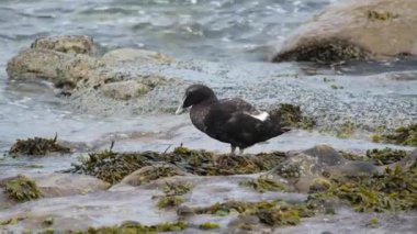Aziz Cuthbert ördeği ya da Cuddy ördeği olarak da bilinen ördek, Avrupa, Kuzey Amerika ve Sibirya 'nın kuzey kıyılarına dağılmış büyük bir deniz ördeğidir..