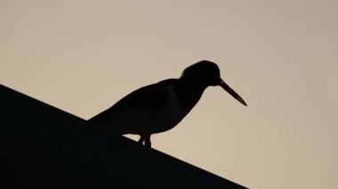 İstiridye avcıları tek bir cins olan Haematopus 'u oluşturan Haematopodidae familyasından bir grup balıkçıdır. Kutup bölgeleri ve Afrika ve Güneydoğu Asya 'nın bazı tropikal bölgeleri dışında dünya çapında kıyılarda bulunurlar..