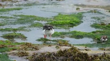 İstiridye avcıları tek bir cins olan Haematopus 'u oluşturan Haematopodidae familyasından bir grup balıkçıdır. Kutup bölgeleri ve Afrika ve Güneydoğu Asya 'nın bazı tropikal bölgeleri dışında dünya çapında kıyılarda bulunurlar..