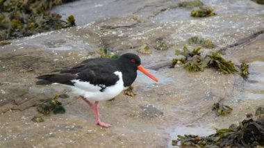 İstiridye avcıları tek bir cins olan Haematopus 'u oluşturan Haematopodidae familyasından bir grup balıkçıdır. Kutup bölgeleri ve Afrika ve Güneydoğu Asya 'nın bazı tropikal bölgeleri dışında dünya çapında kıyılarda bulunurlar..