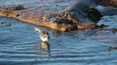 Redshank, uzun, parlak kırmızı bacakları olan büyük bir çulluk. Tipik bir balıkçı teknesi. Göller, bataklıklar, çamurlu düzlükler ve kıyı bölgelerinde sığ sularda beslenir..