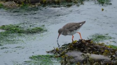 Redshank, uzun, parlak kırmızı bacakları olan büyük bir çulluk. Tipik bir balıkçı teknesi. Göller, bataklıklar, çamurlu düzlükler ve kıyı bölgelerinde sığ sularda beslenir..