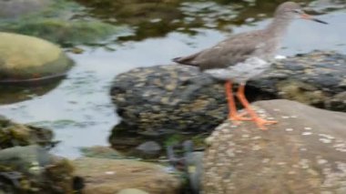 Redshank, uzun, parlak kırmızı bacakları olan büyük bir çulluk. Tipik bir balıkçı teknesi. Göller, bataklıklar, çamurlu düzlükler ve kıyı bölgelerinde sığ sularda beslenir..