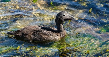 İngiltere 'nin en ağır ördeği ve en hızlı uçuşu. Bu gerçek bir deniz ördeği. Yiyecek olarak kıyı yumuşakçalarına ihtiyaç duyduğu kıyılardan çok nadir bulunur..