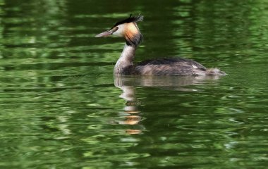Yunuslar, Podicipediformes sırasına göre dalan su kuşlarıdır. Yaban ördekleri yaygın olarak tatlı su kuşlarıdır ve bazı türler de göç ve kış süresince deniz ortamlarında bulunur.. 