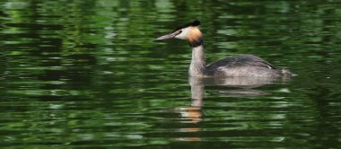 Yunuslar, Podicipediformes sırasına göre dalan su kuşlarıdır. Yaban ördekleri yaygın olarak tatlı su kuşlarıdır ve bazı türler de göç ve kış süresince deniz ortamlarında bulunur.. 