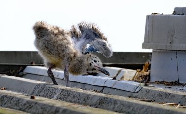 Kıyı binasının çatısındaki çok genç martılar uçmaya başlamadan önce.
