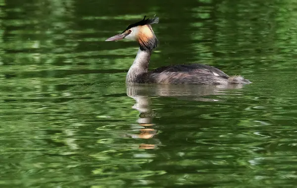 Yunuslar, Podicipediformes sırasına göre dalan su kuşlarıdır. Yaban ördekleri yaygın olarak tatlı su kuşlarıdır ve bazı türler de göç ve kış süresince deniz ortamlarında bulunur.. 