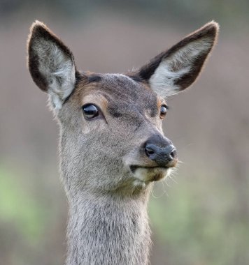 The red deer is one of the largest deer species. A male red deer is called a stag or hart, and a female is called a doe or hind. The red deer inhabits most of Europe, the Caucasus Mountains region, Anatolia, Iran, and parts of western Asia. clipart