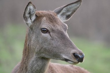 Kızıl geyik en büyük geyik türlerinden biridir. Erkek kızıl geyiğe geyik ya da geyik, dişiye ise dişi geyik ya da dişi denir. Kızıl geyik Avrupa, Kafkasya Dağları, Anadolu, İran ve Batı Asya 'nın bazı bölgelerinde yaşar..