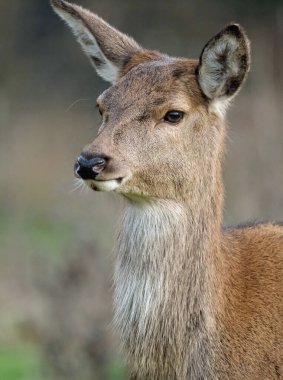 The red deer is one of the largest deer species. A male red deer is called a stag or hart, and a female is called a doe or hind. The red deer inhabits most of Europe, the Caucasus Mountains region, Anatolia, Iran, and parts of western Asia. clipart