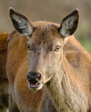 The red deer is one of the largest deer species. A male red deer is called a stag or hart, and a female is called a doe or hind. The red deer inhabits most of Europe, the Caucasus Mountains region, Anatolia, Iran, and parts of western Asia. clipart