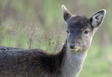 Fallow deer is the common name for species of deer in the genus Dama of subfamily Cervinae. There are two living species, the European fallow deer, native to Europe and Anatolia, and the Persian fallow deer, native to the Middle East.  clipart