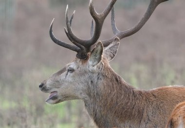 Kızıl geyik en büyük geyik türlerinden biridir. Erkek kızıl geyiğe geyik ya da geyik, dişiye ise dişi geyik ya da dişi denir. Kızıl geyik Avrupa, Kafkasya Dağları, Anadolu, İran ve Batı Asya 'nın bazı bölgelerinde yaşar..