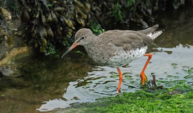 Kırmızıbacak 'ın en belirgin özellikleri parlak turuncu-kırmızı bacaklarıdır..