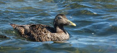 The Eider is the UK's heaviest and fastest flying duck. It's a true seaduck, rarely found away from coasts clipart