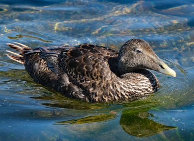 Eider, İngiltere 'nin en ağır ve en hızlı uçan ördeği. Gerçek bir deniz kabuğu, kıyılarda nadiren bulunur.